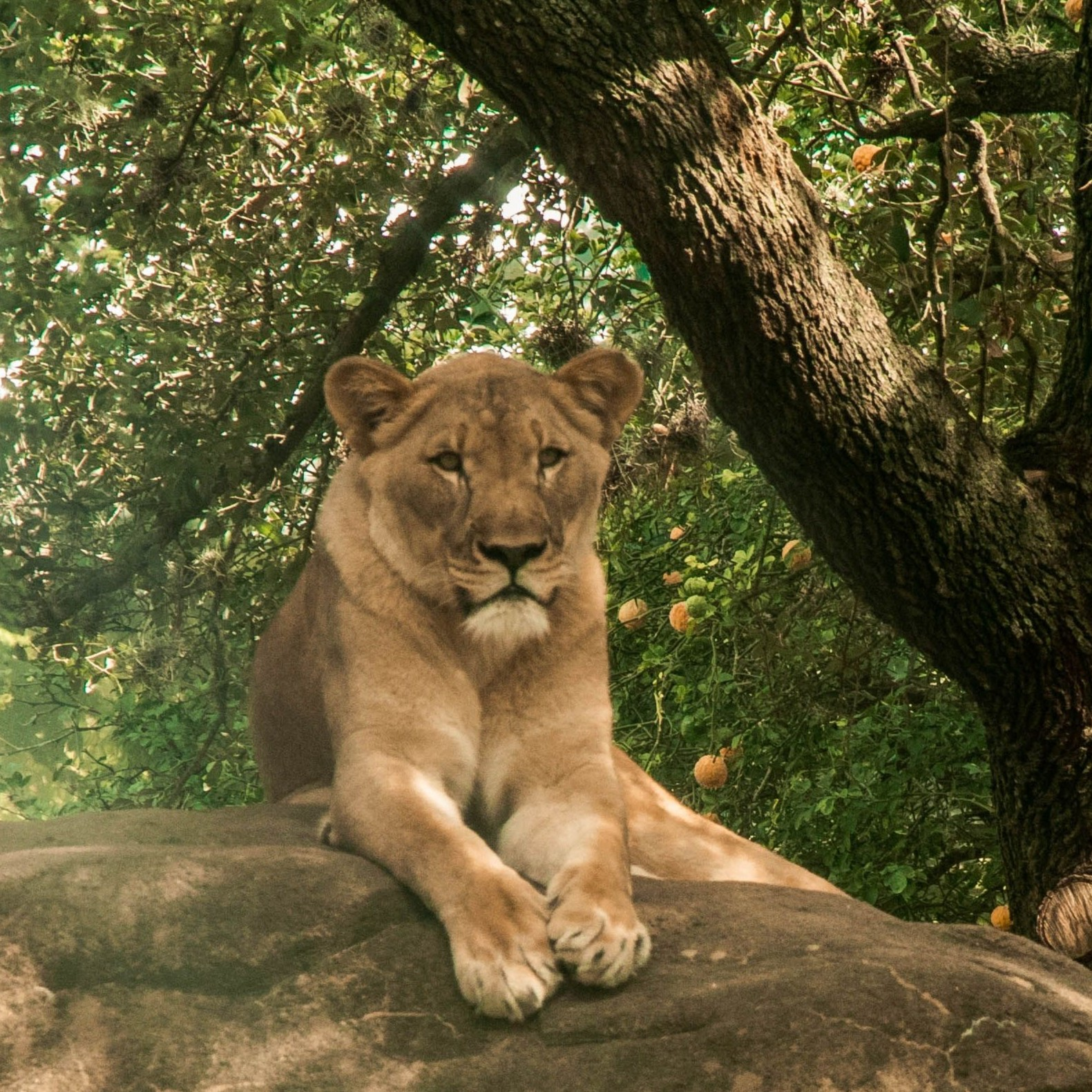 Female lion laying on top of a rock